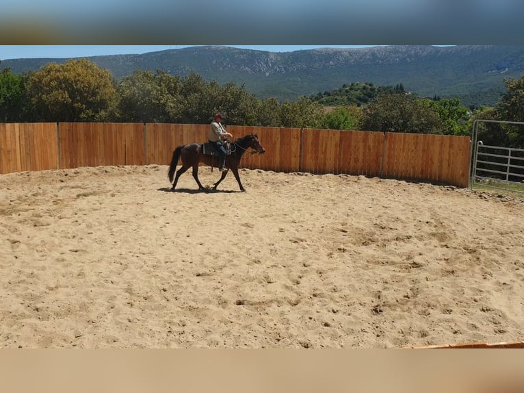 Appaloosa Mix Wałach 6 lat 155 cm Gniada in Zerf