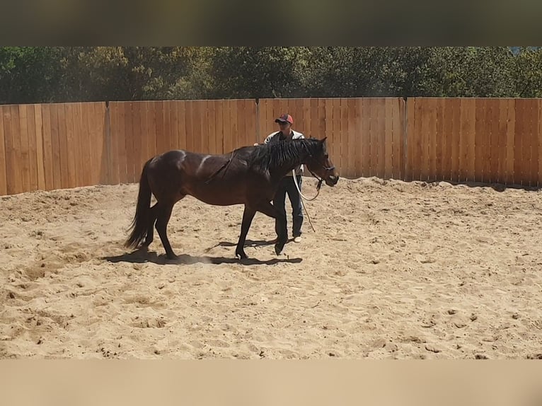 Appaloosa Mix Wałach 6 lat 155 cm Gniada in Zerf