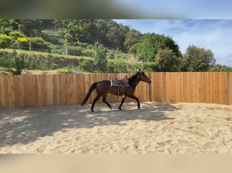Appaloosa Mix Wałach 6 lat 155 cm Gniada in Zerf