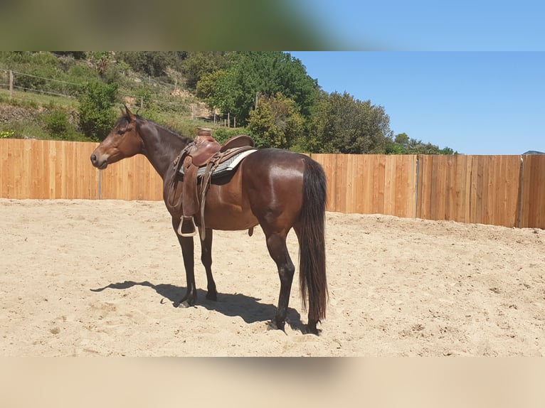 Appaloosa Mix Wałach 6 lat 155 cm Gniada in Zerf