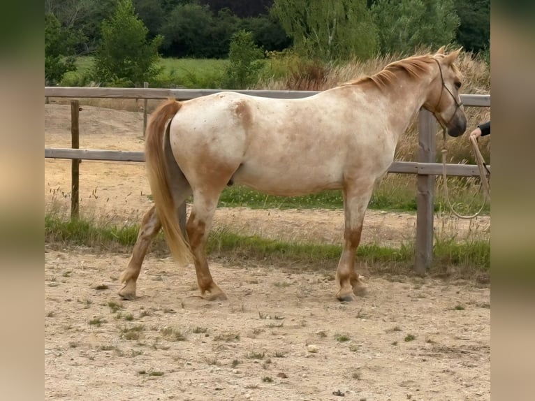 Appaloosa Mix Wałach 6 lat 155 cm Tarantowata in Eerbeek