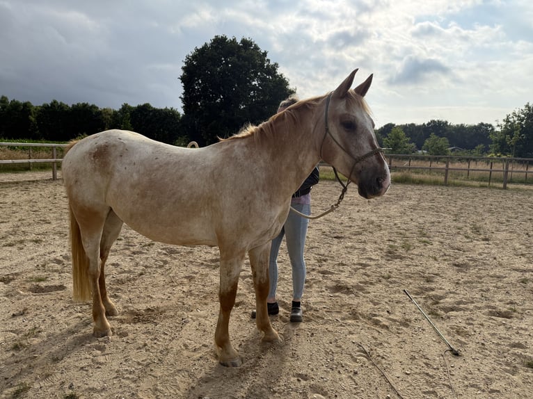 Appaloosa Mix Wałach 6 lat 155 cm Tarantowata in Eerbeek