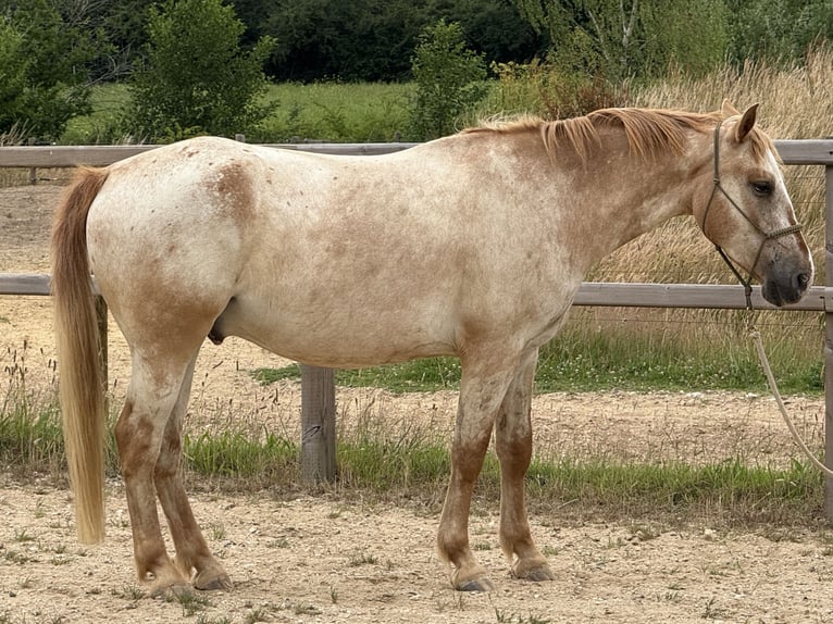 Appaloosa Mix Wałach 6 lat 155 cm Tarantowata in Eerbeek