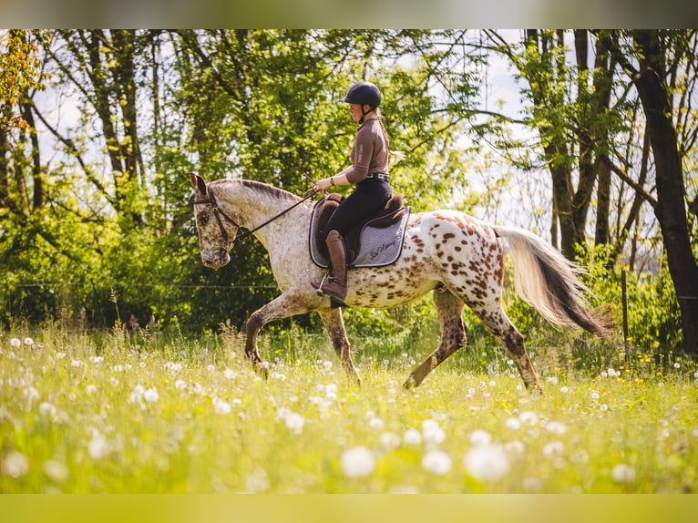 Appaloosa Wałach 6 lat 155 cm Tarantowata in Einbeck