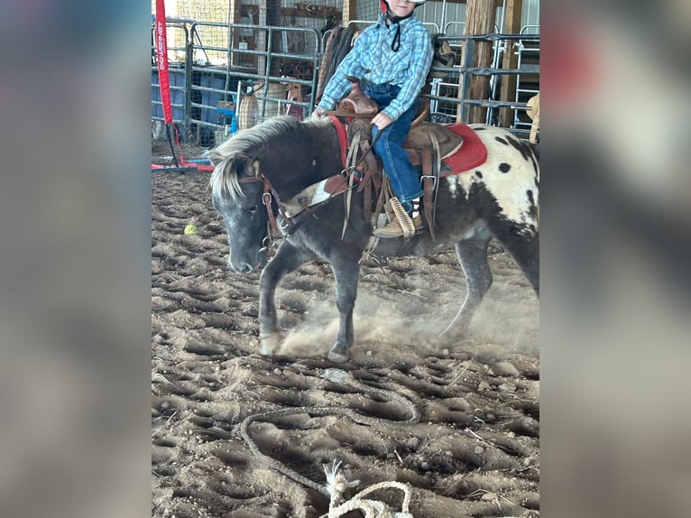 Appaloosa Wałach 6 lat 97 cm Gniada in Huntland TN