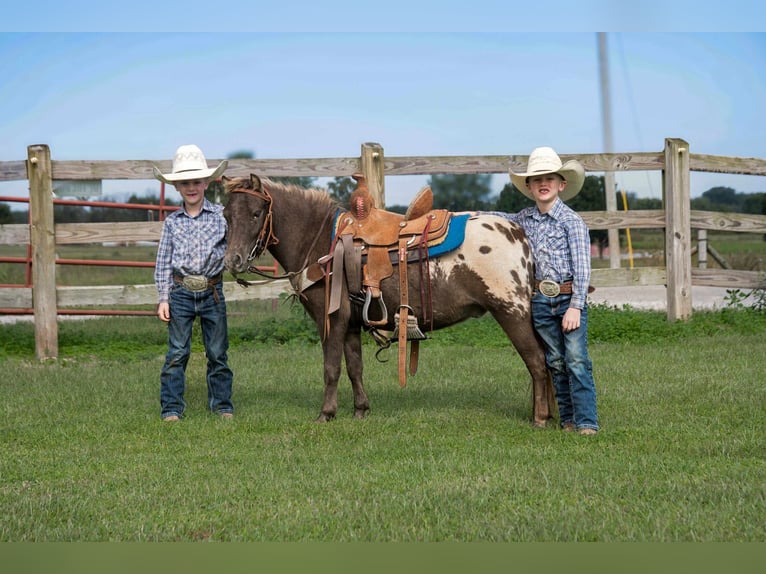 Appaloosa Wałach 6 lat 97 cm Gniada in Huntland TN