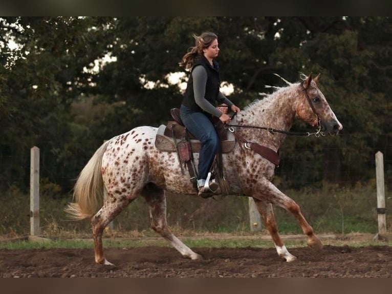 Appaloosa Wałach 6 lat Ciemnokasztanowata in Moberly