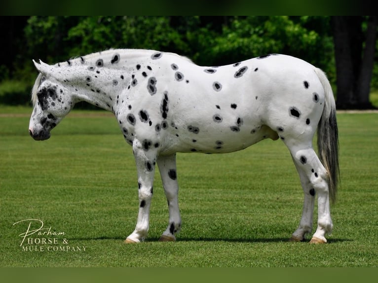 Appaloosa Wałach 6 lat Tarantowata in Amory