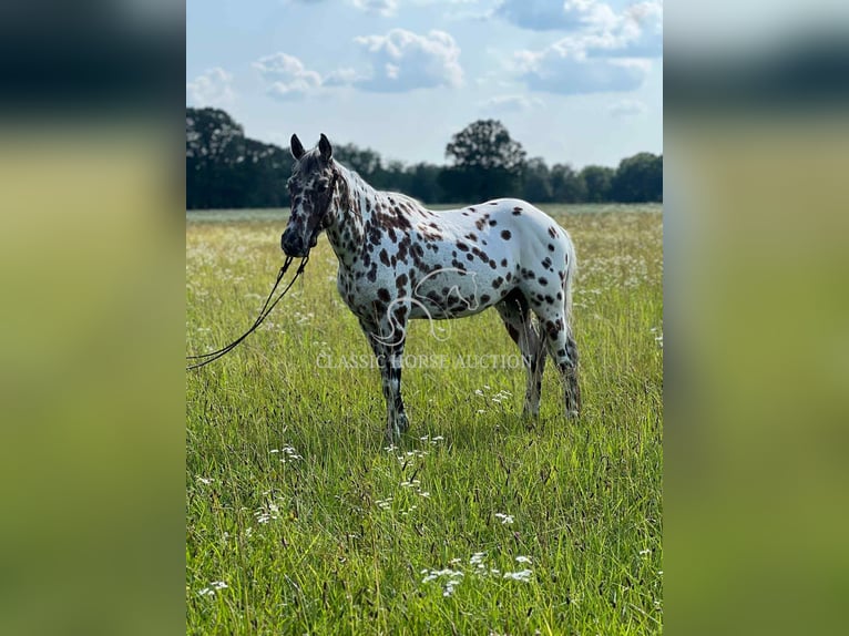 Appaloosa Wałach 7 lat 142 cm Gniada in Hohenwald, TN