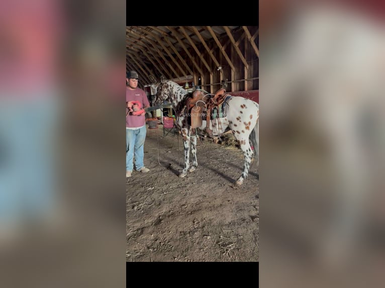 Appaloosa Wałach 7 lat 142 cm Gniada in Hohenwald, TN