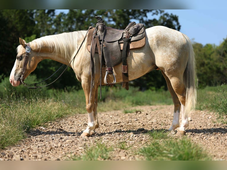 Appaloosa Wałach 7 lat 145 cm Izabelowata in Cole Camp MO