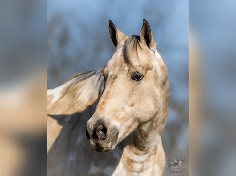 Appaloosa Wałach 7 lat 150 cm Jelenia in Auburn
