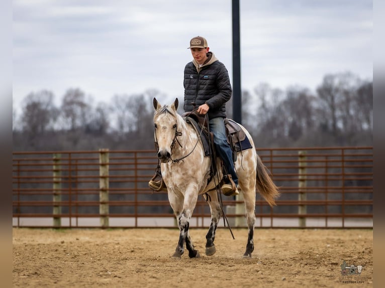Appaloosa Wałach 7 lat 150 cm Jelenia in Auburn