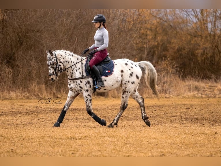 Appaloosa Wałach 7 lat 150 cm Tarantowata in Chieming