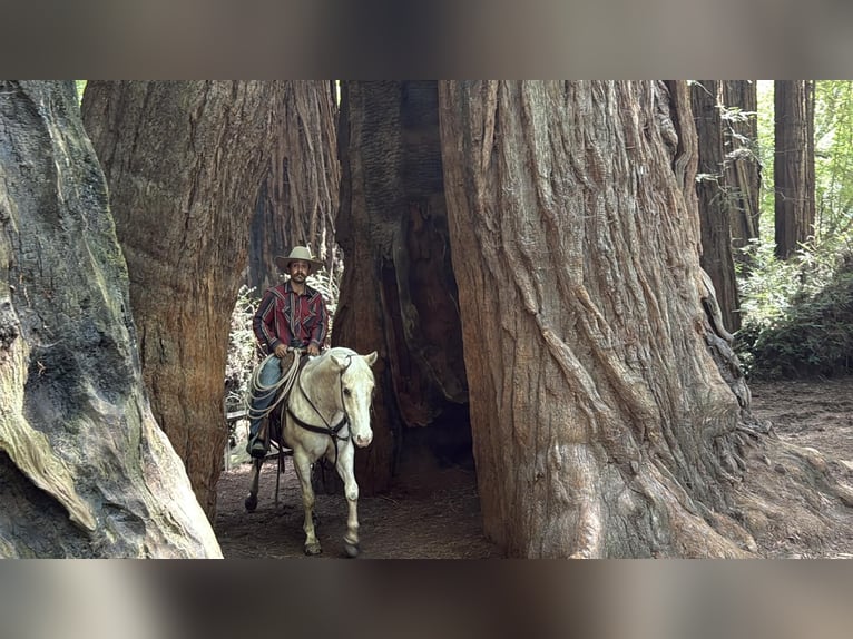 Appaloosa Wałach 7 lat 152 cm Izabelowata in Tres Pinos