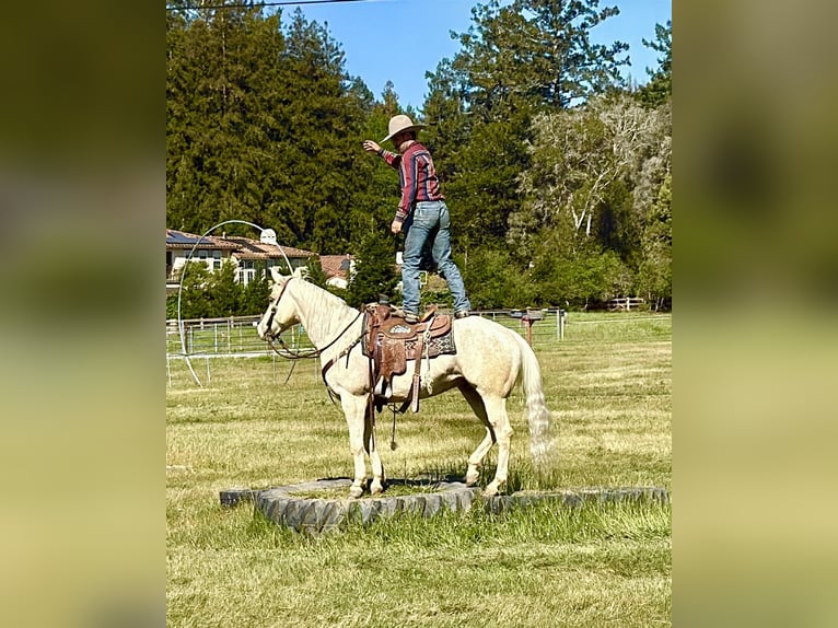 Appaloosa Wałach 7 lat 152 cm Izabelowata in Tres Pinos