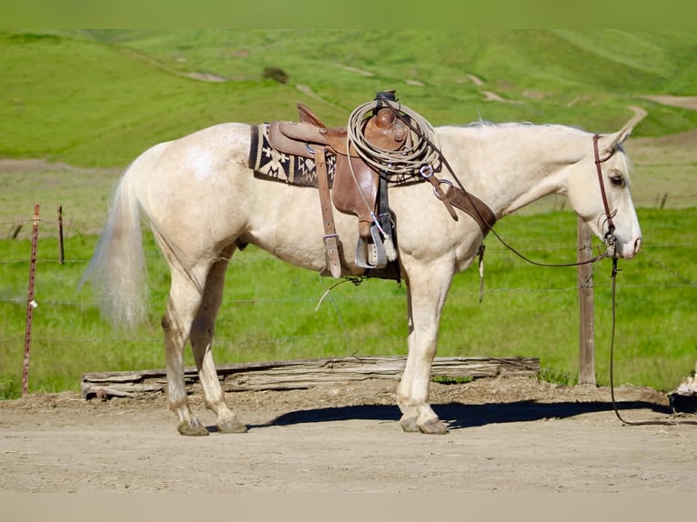 Appaloosa Wałach 7 lat 152 cm Izabelowata in Tres Pinos