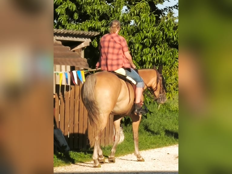 Appaloosa Wałach 7 lat 156 cm Bułana in Sontheim an der Brenz