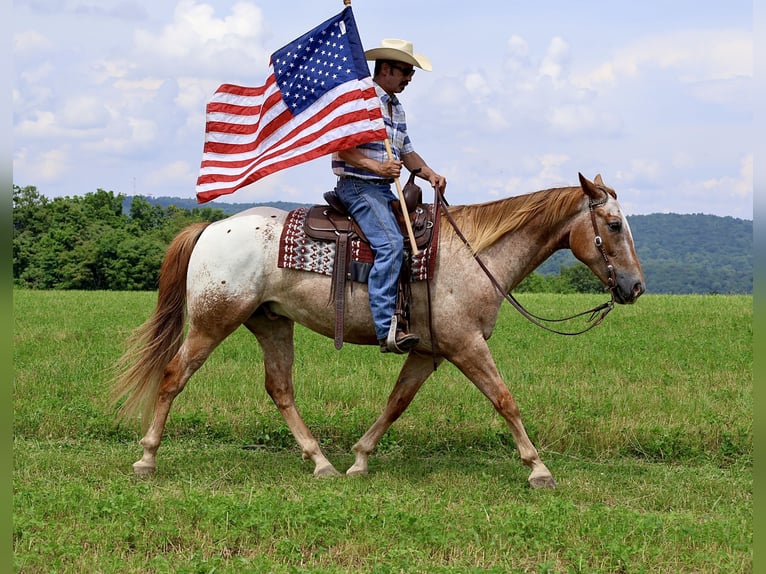 Appaloosa Wałach 7 lat 157 cm Cisawa in Littlestown
