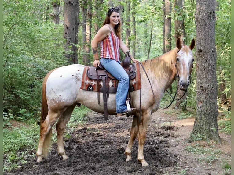 Appaloosa Wałach 7 lat 157 cm Cisawa in Littlestown