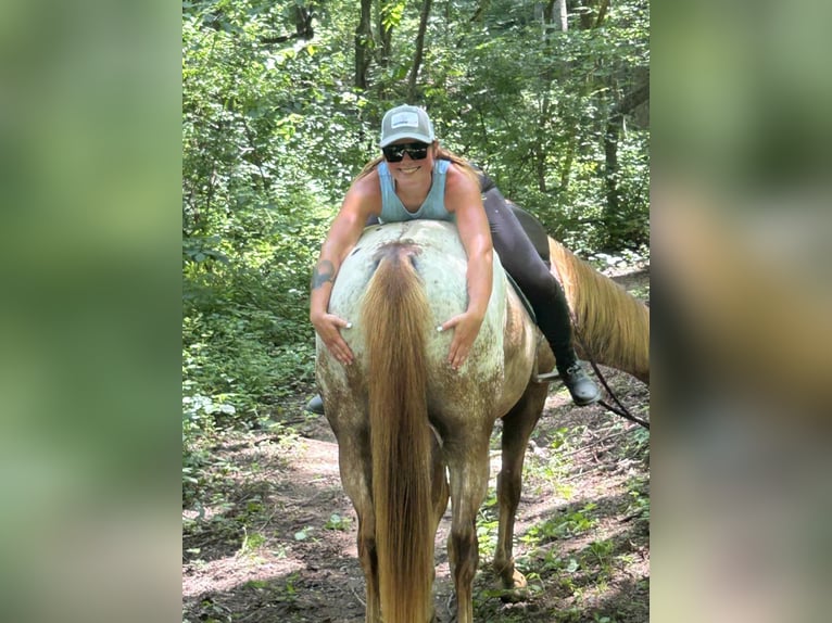 Appaloosa Wałach 7 lat 157 cm Cisawa in Littlestown