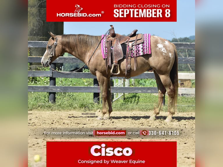 Appaloosa Wałach 7 lat 157 cm Gniada in Fredericksburg