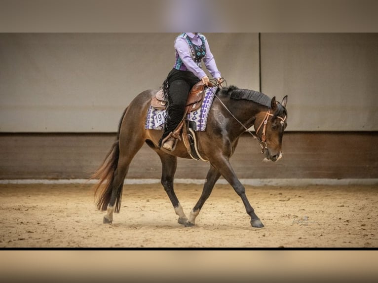 Appaloosa Wałach 7 lat 158 cm Ciemnogniada in Lappersdorf