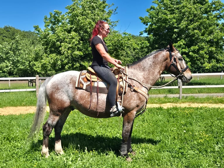 Appaloosa Wałach 7 lat 163 cm Tarantowata in Linkenbach
