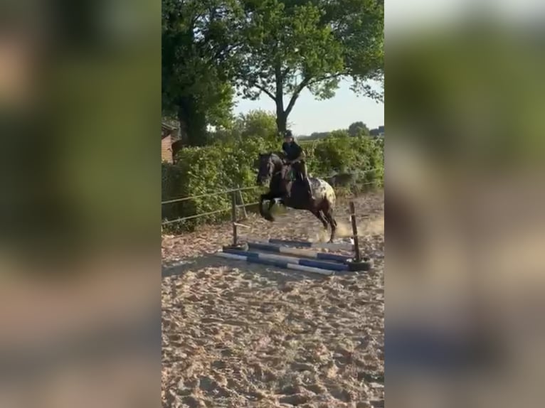 Appaloosa Wałach 7 lat 166 cm Kara in Grathem