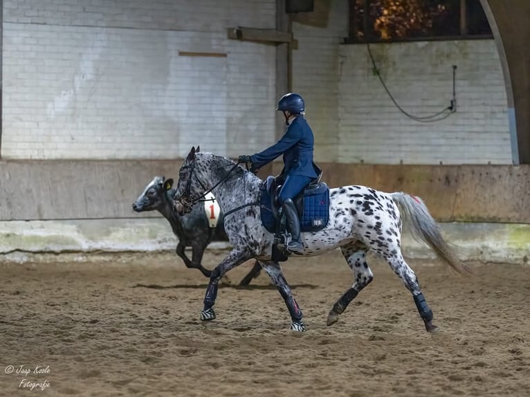 Appaloosa Mix Wałach 7 lat Tarantowata in Nuenen