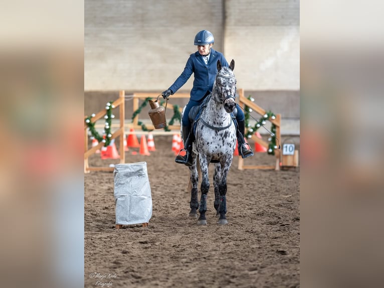 Appaloosa Mix Wałach 7 lat Tarantowata in Nuenen