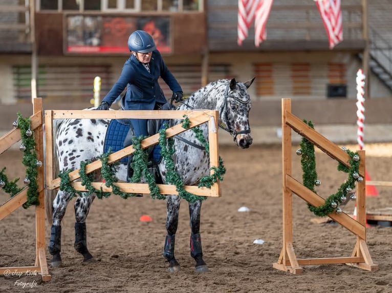 Appaloosa Mix Wałach 7 lat Tarantowata in Nuenen