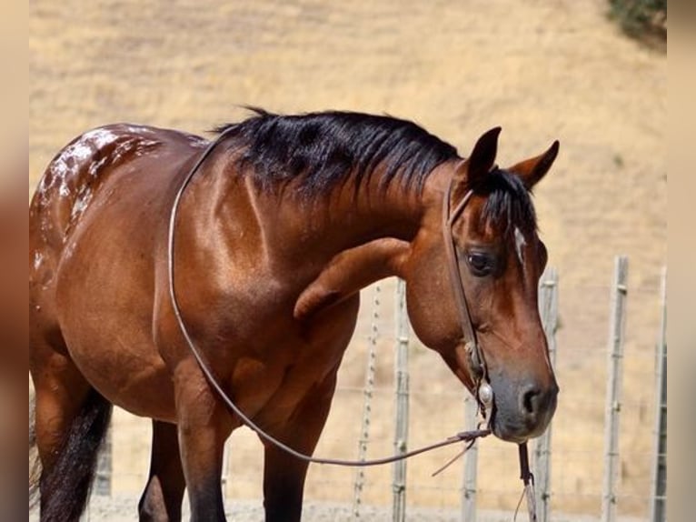 Appaloosa Wałach 8 lat 142 cm Gniada in Newport