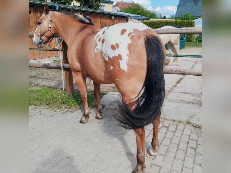 Appaloosa Wałach 8 lat 147 cm Gniada in Leutersdorf