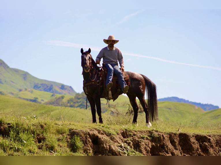 Appaloosa Wałach 8 lat 147 cm Gniada in Tres Pinos