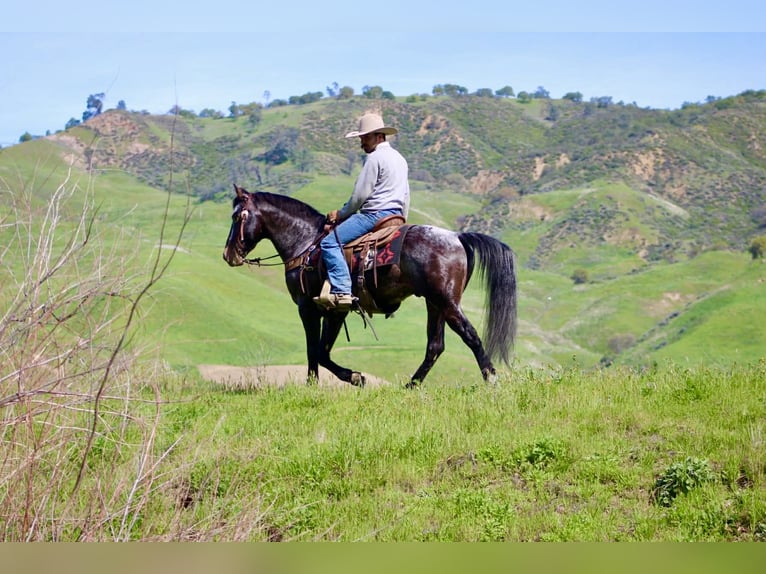Appaloosa Wałach 8 lat 147 cm Gniada in Tres Pinos