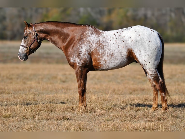 Appaloosa Wałach 8 lat 152 cm Ciemnokasztanowata in Amory