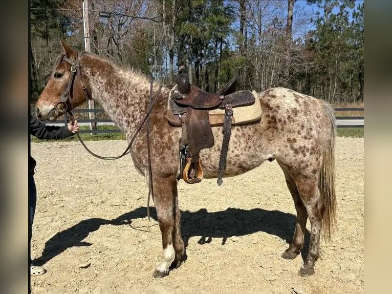 Appaloosa Wałach 8 lat 152 cm Formy Brown Falb in Grebenhain