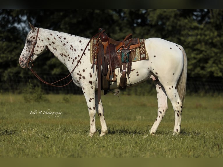 Appaloosa Wałach 8 lat 152 cm in Brodhead, KY