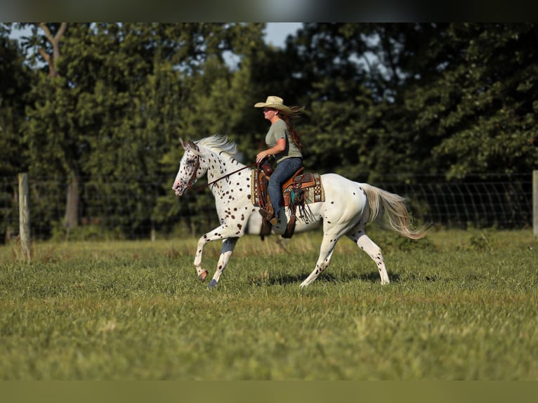 Appaloosa Wałach 8 lat 152 cm in Brodhead, KY