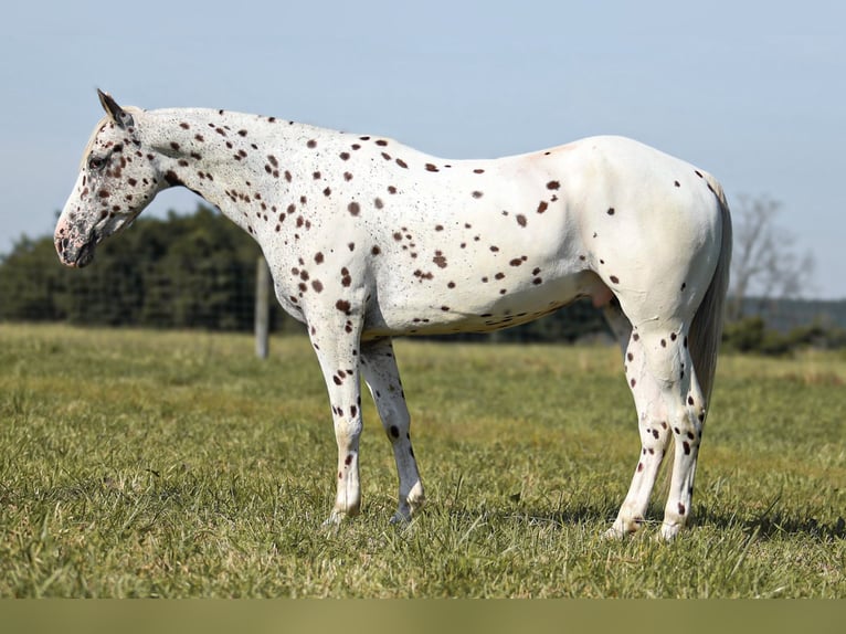 Appaloosa Wałach 8 lat 152 cm in Brodhead, KY