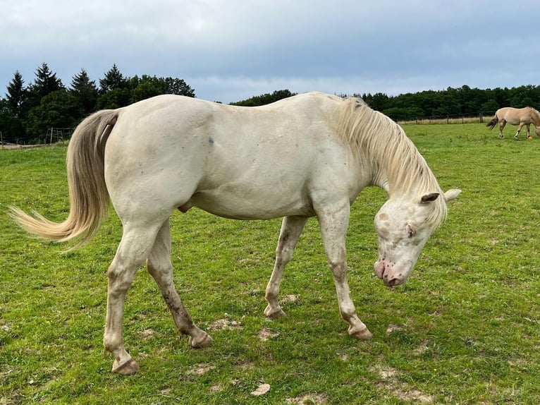 Appaloosa Wałach 8 lat 154 cm  in Nalbach