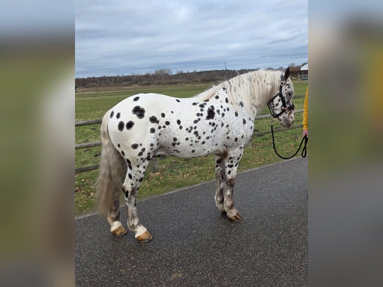 Appaloosa Wałach 8 lat 155 cm Tarantowata in Schinveld
