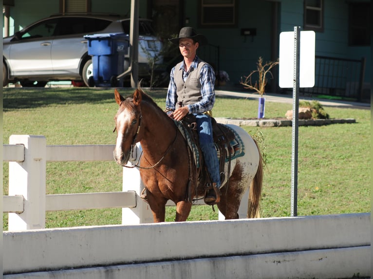 Appaloosa Wałach 8 lat 157 cm Ciemnokasztanowata in Baxter Springs