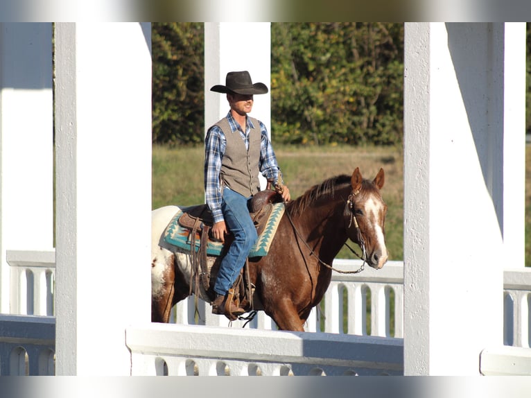 Appaloosa Wałach 8 lat 157 cm Ciemnokasztanowata in Baxter Springs