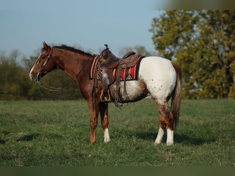 Appaloosa Wałach 8 lat 157 cm Ciemnokasztanowata in Baxter Springs Appaloosa Wałach 8 lat 157 cm Ciemnokasztanowata in Baxter Springs