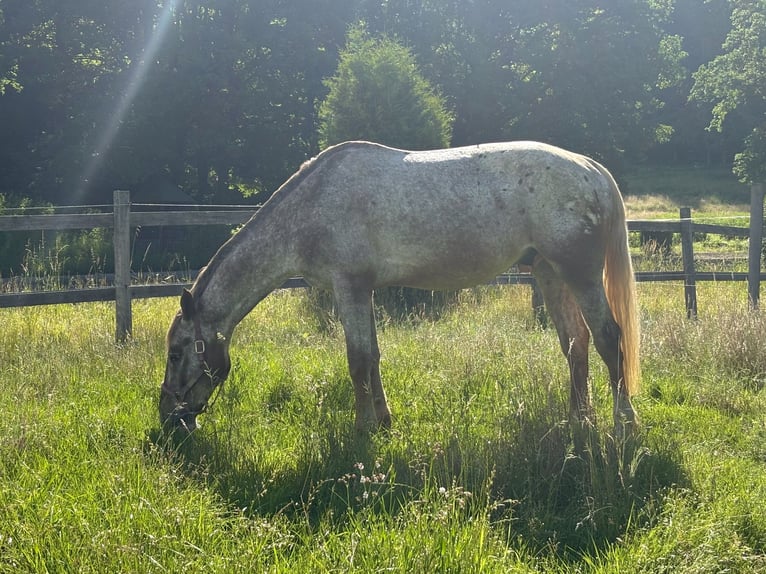 Appaloosa Mix Wałach 8 lat 165 cm  in NiederdorfKlagenfurt