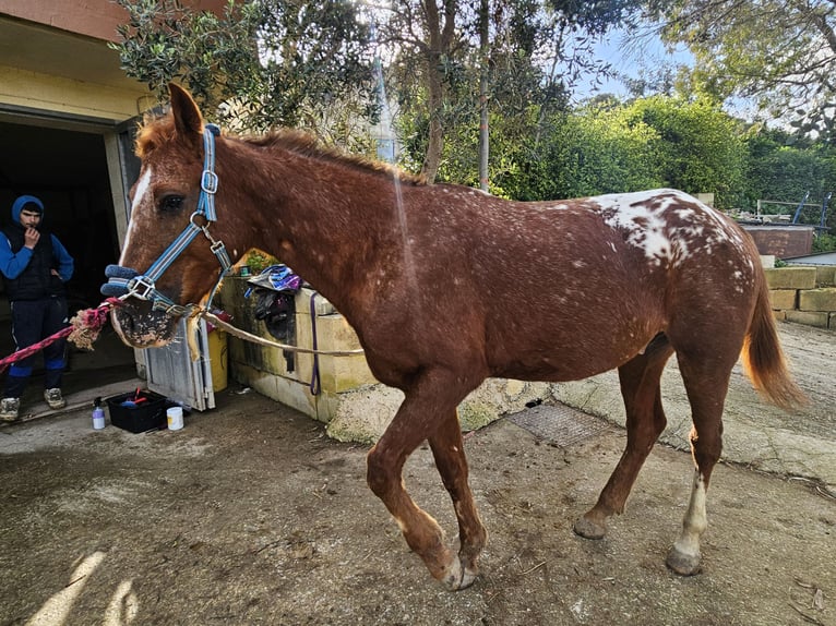 Appaloosa Wałach 8 lat Gniada in Rabat