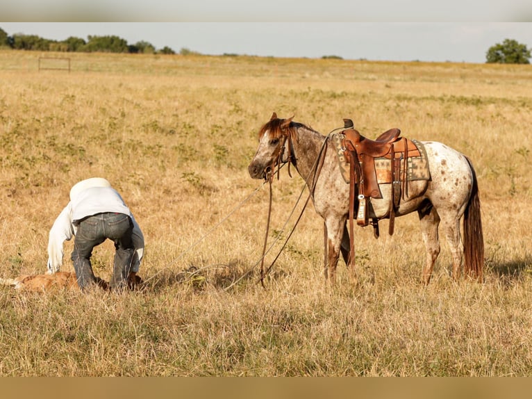 Appaloosa Wałach 8 lat Kasztanowatodereszowata in Ryan
