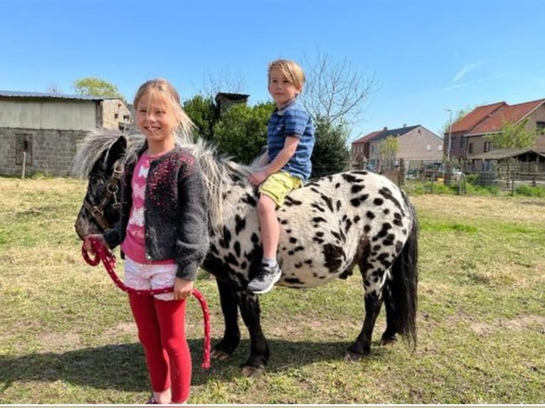 Appaloosa Wałach 9 lat 107 cm Tarantowata in Averbode